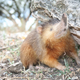 A Hispaniolan solenodon (Solenodon paradoxus), an highly-endangered animal related to shrews and moles, found in the Caribbean. Solenodons are among the only mammals with a venomous bite. This species is featured in the Great Adaptations division in this year’s MMM bracket.